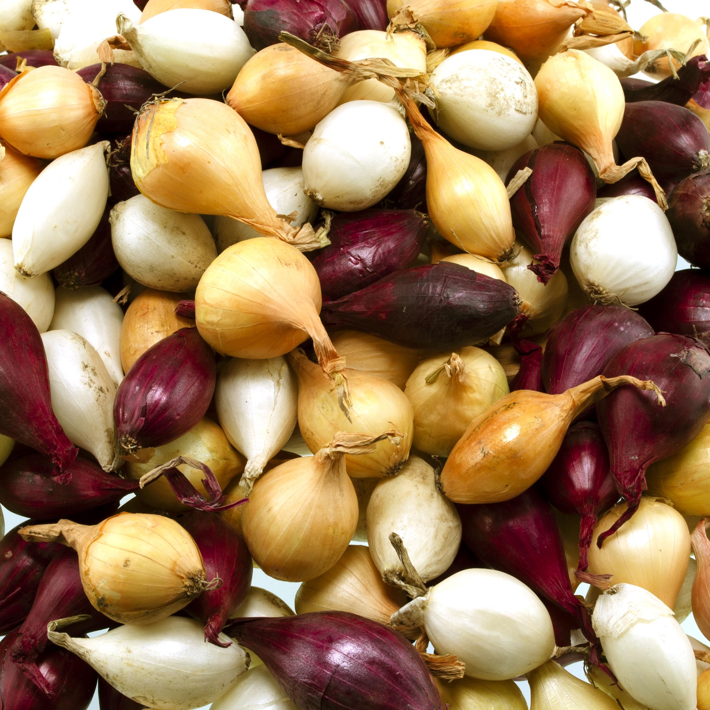 Onion Bulbs